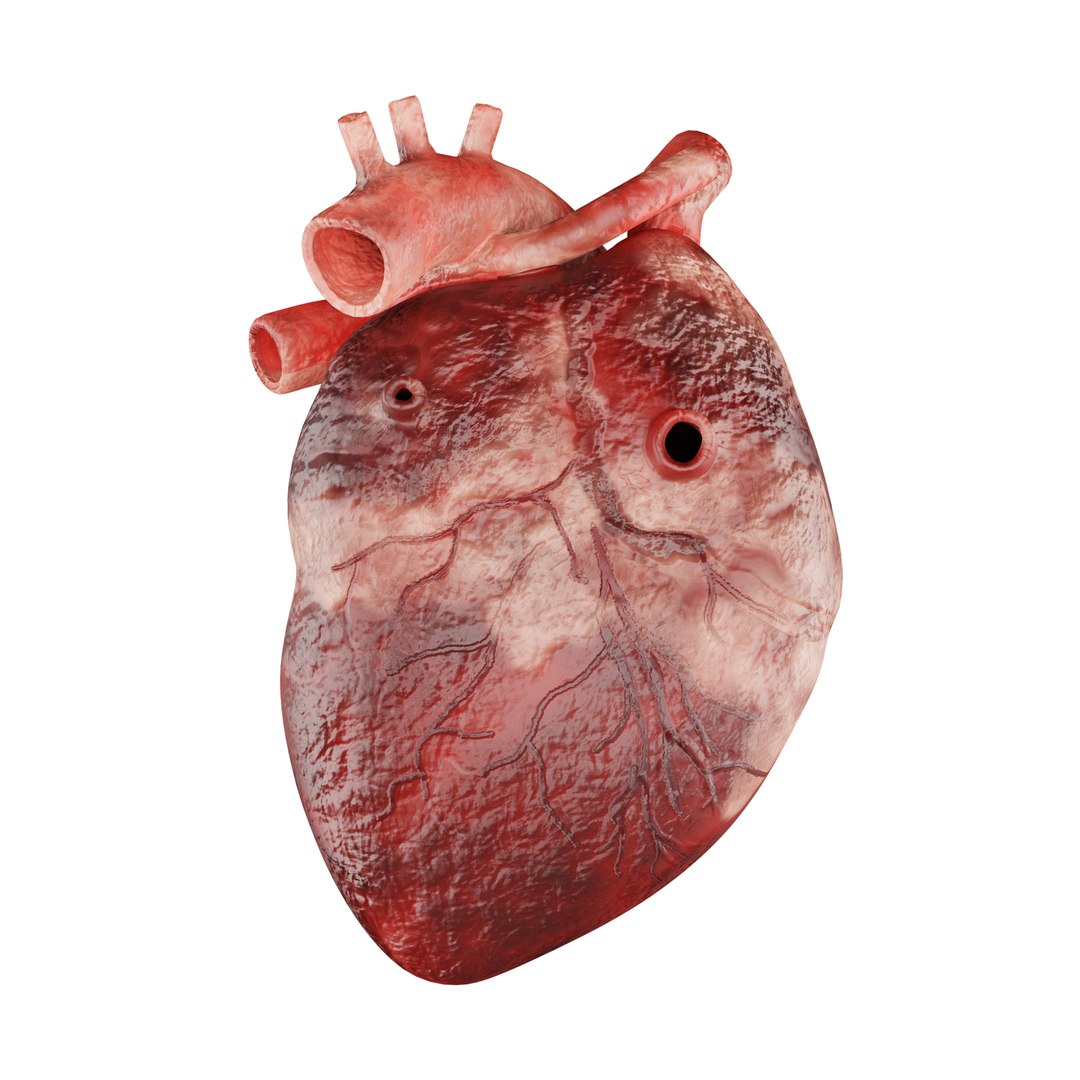 3D Human Heart 3D Model - Realistic Human Heart Anatomy Model ...