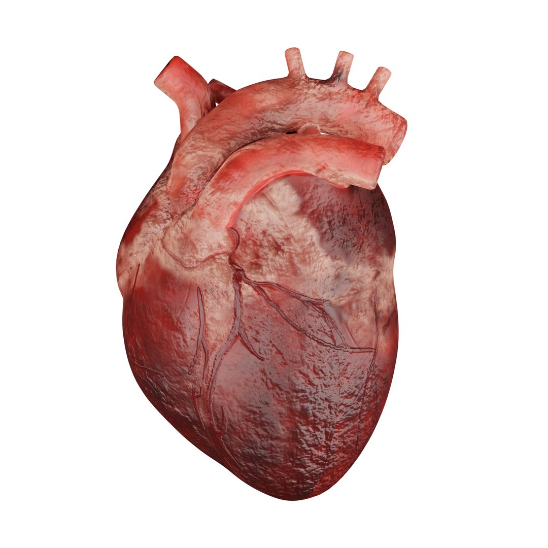 3D Human Heart 3D Model - Realistic Human Heart Anatomy model https://p.turbosquid.com/ts-thumb/HT/lrNtYi/Ri/14_1/png/1711007149/1920x1080/fit_q87/ef078599459806e1abf68cf4d6e91e8fda1e9121/14_1.jpg