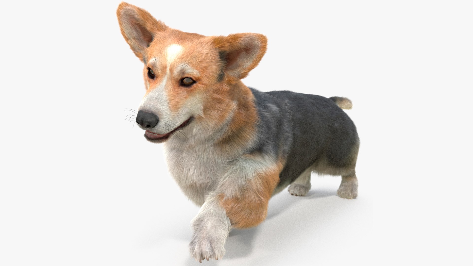 Tricolor Welsh Corgi Pembroke Fur Rigged 3D model preview