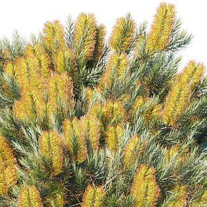 Banksia spinulosa
