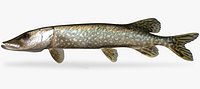Esox lucius Northern Pike
