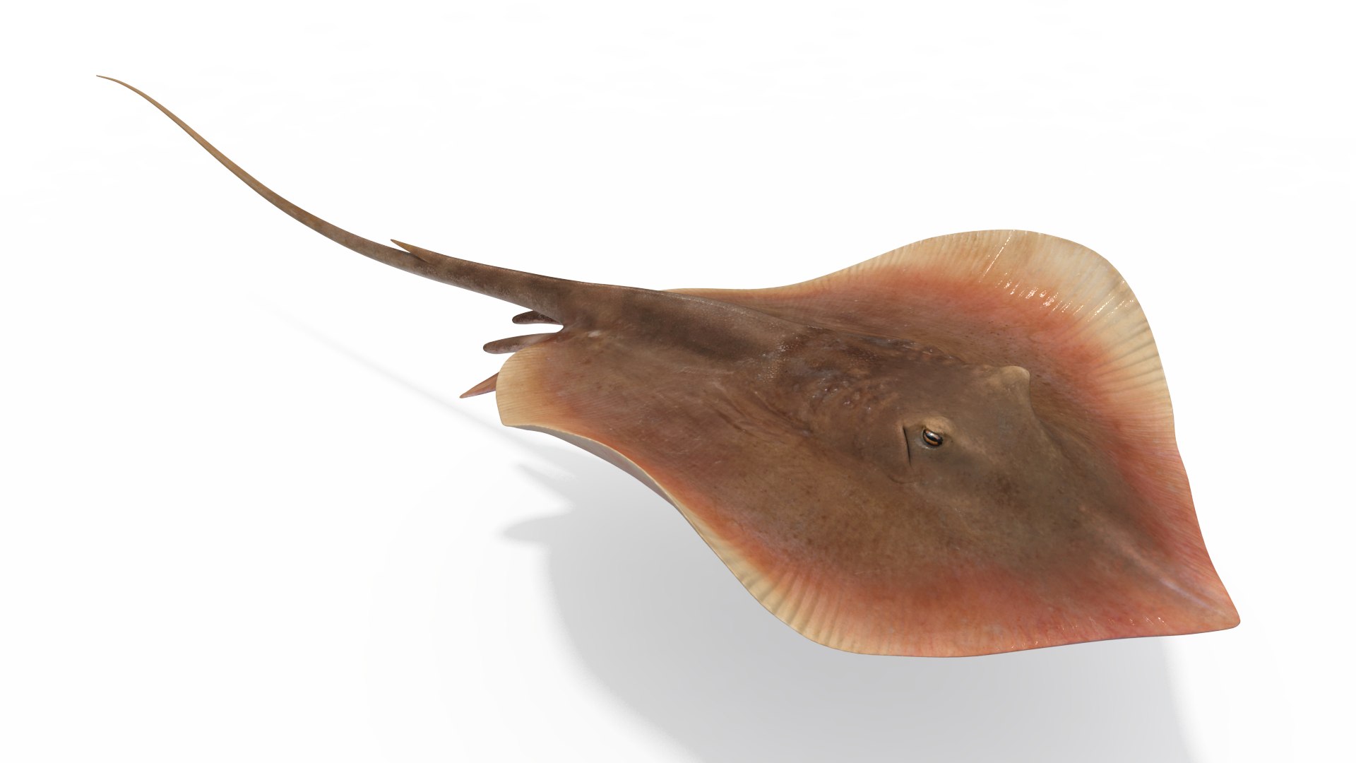 Stingray Animation Model - TurboSquid 1550534