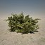 3d model desert plants pack