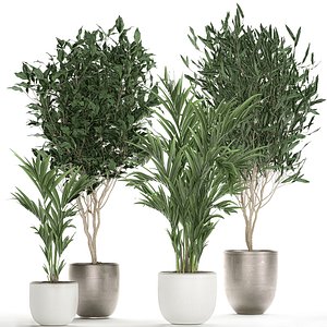 plants interior pots model