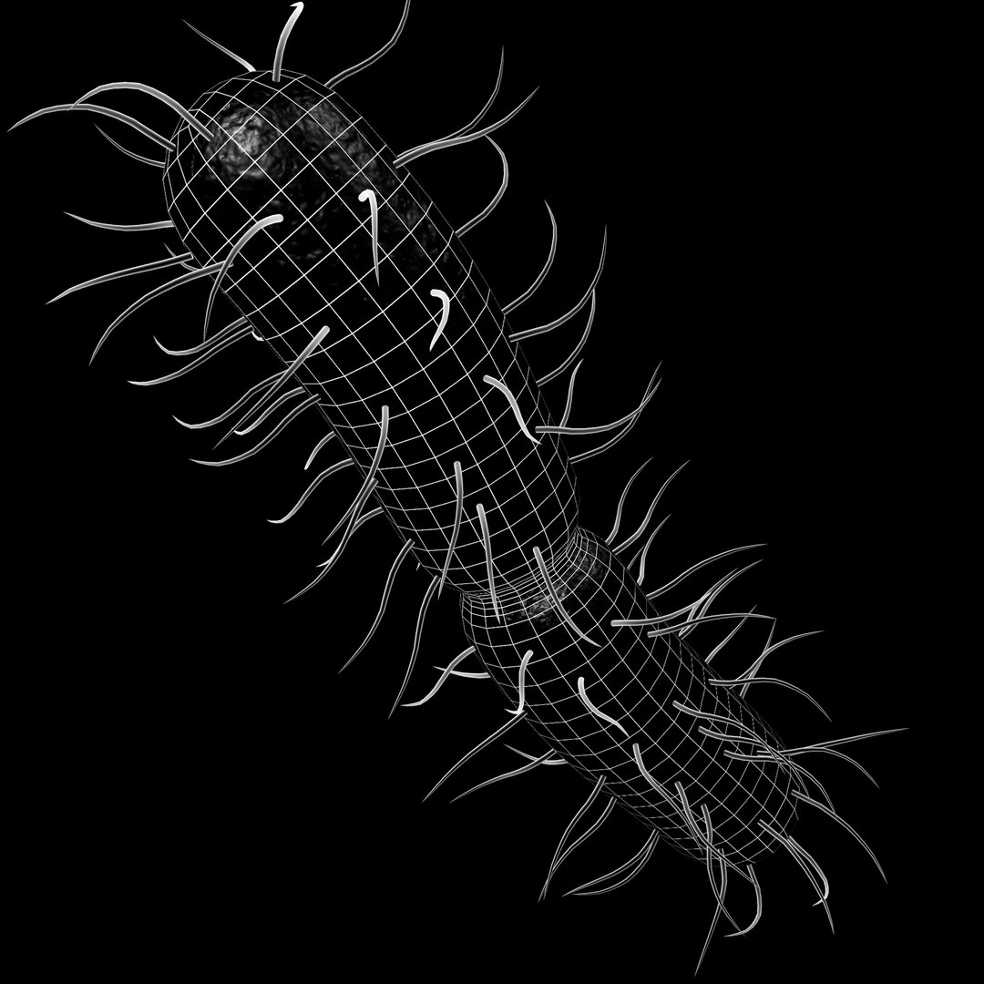 Bacteria 3D https://p.turbosquid.com/ts-thumb/HU/C5AKjQ/0T/wiref/jpg/1667131329/1920x1080/fit_q87/fa36881c8143f90367aace54710a29581cd0706d/wiref.jpg