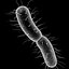 Bacteria 3D