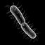 Bacteria 3D