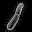 Bacteria 3D