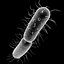 Bacteria 3D