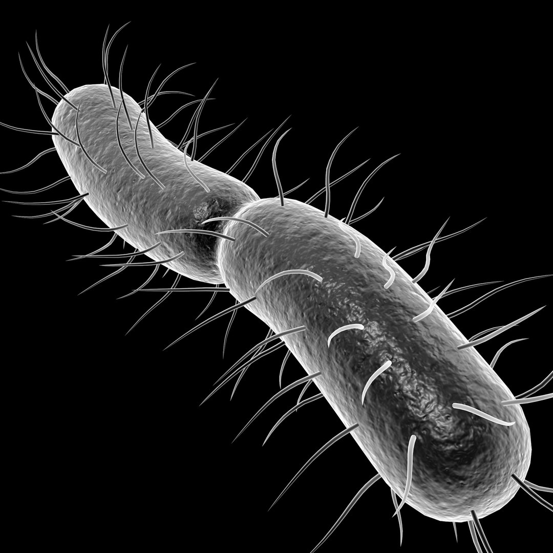 Bacteria 3D https://p.turbosquid.com/ts-thumb/HU/C5AKjQ/xH/5/jpg/1667131329/1920x1080/fit_q87/37fe604a6093fd29384695089f8366015f3d3b9d/5.jpg