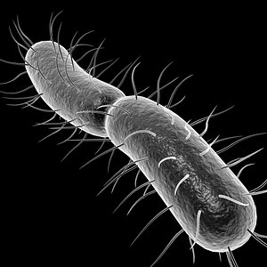Bacteria 3D