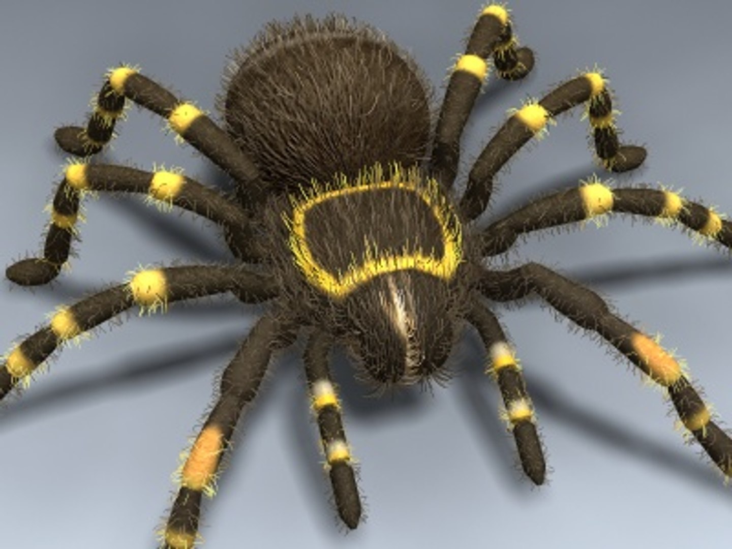 tarantula mexican red 3d model https://p.turbosquid.com/ts-thumb/HU/OLMZbV/YR4Csq3Y/tarantul_04/jpg/1212371178/1920x1080/fit_q87/fc1a4e9d9b3c50b364c3a724c022491acffa86fd/tarantul_04.jpg