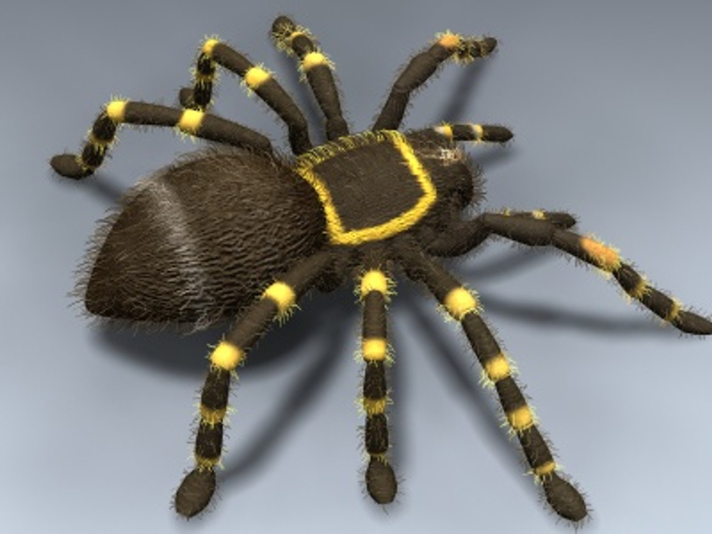 tarantula mexican red 3d model https://p.turbosquid.com/ts-thumb/HU/OLMZbV/ahBZ02xS/tarantul_03/jpg/1212371170/1920x1080/fit_q87/60506c45445a07b3c6a0971d84cea42e8572af78/tarantul_03.jpg