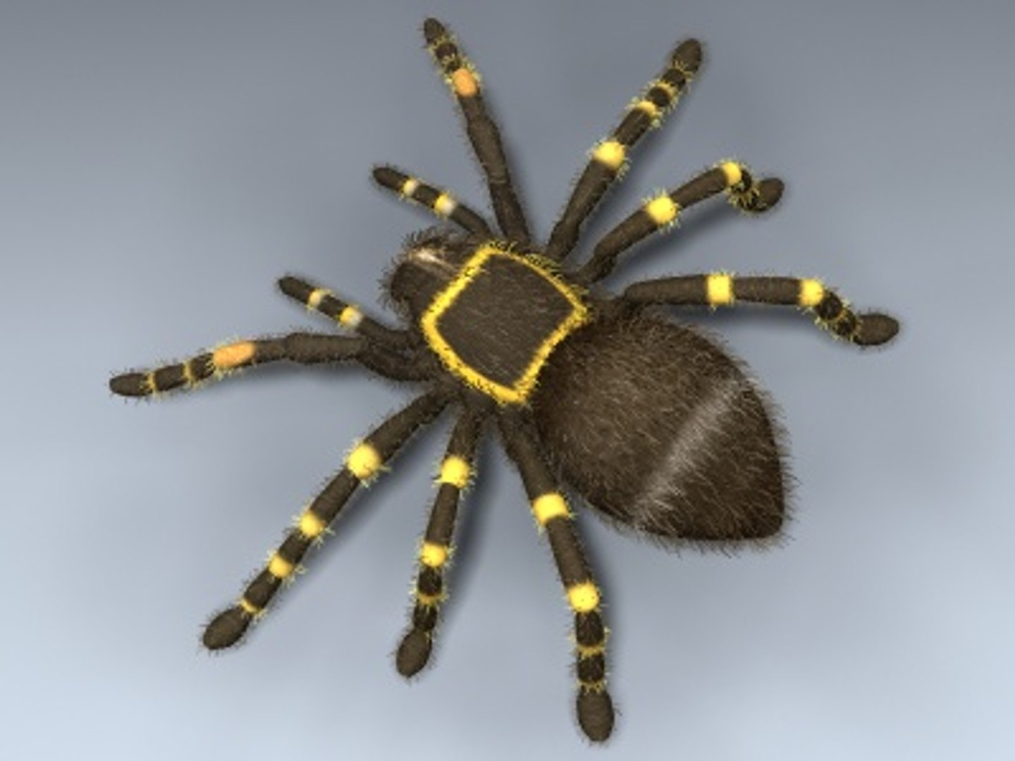 tarantula mexican red 3d model https://p.turbosquid.com/ts-thumb/HU/OLMZbV/cfUuLODD/tarantul_02/jpg/1212371165/1920x1080/fit_q87/797ef202f6379bdde0f466e7f49216fd70723490/tarantul_02.jpg