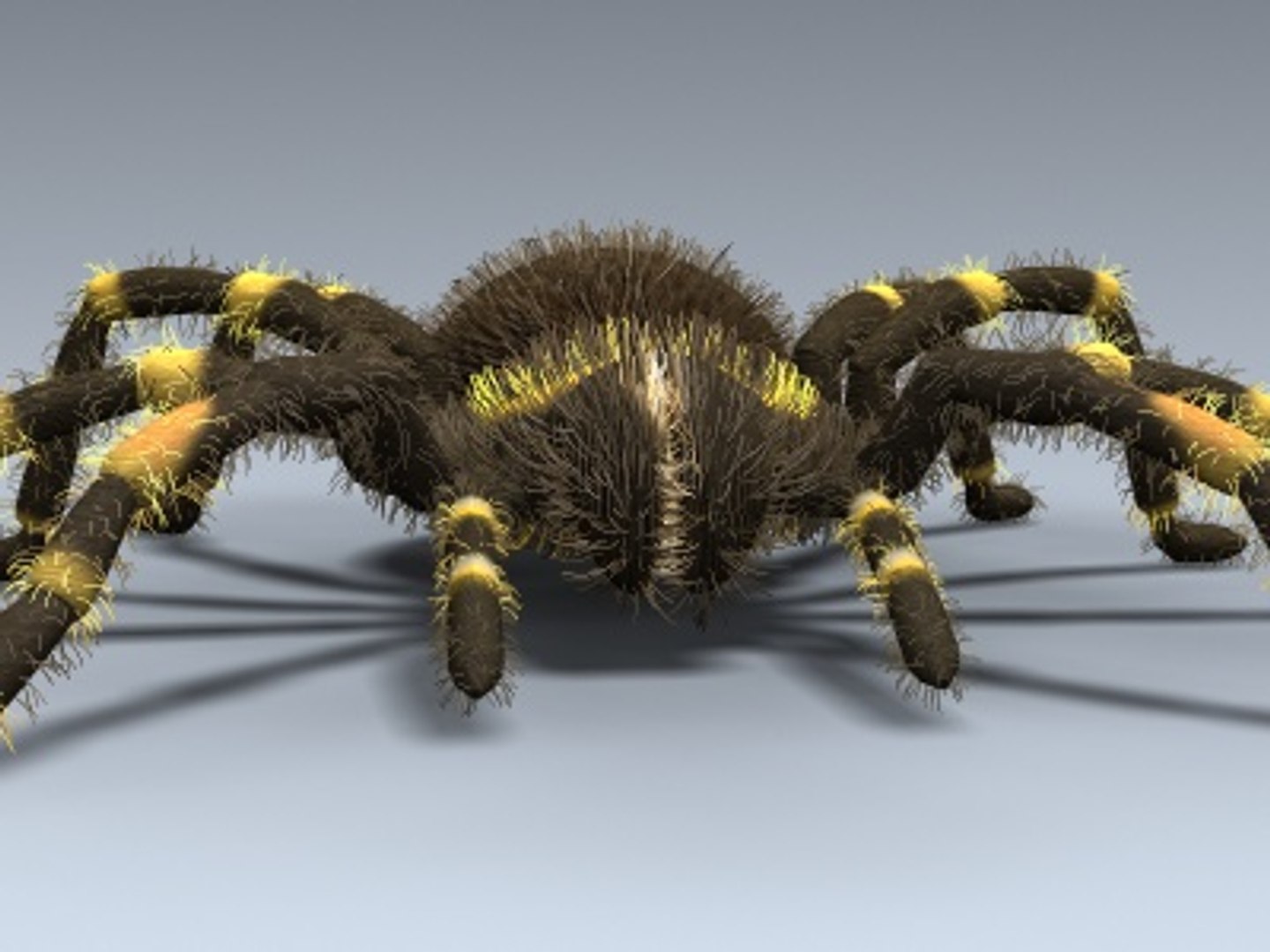 tarantula mexican red 3d model https://p.turbosquid.com/ts-thumb/HU/OLMZbV/ke1XrRRD/tarantul_05/jpg/1212371182/1920x1080/fit_q87/ef39aae5341c1eb3d9ca435a7cd5b249738498ea/tarantul_05.jpg