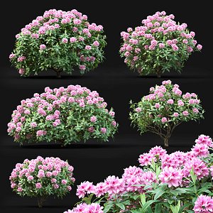 rhododendron bushes 3D model