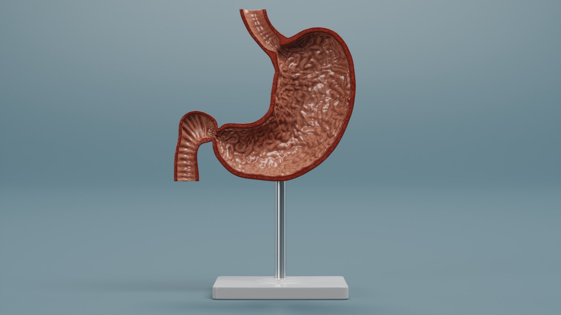 3D Model Stomach Section Model - TurboSquid 2026490