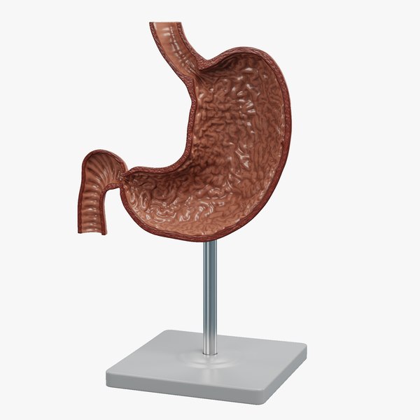 stomachsectiona.jpg