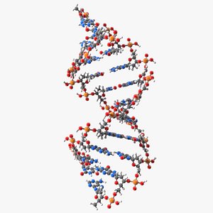 3D A Form DNA Structure