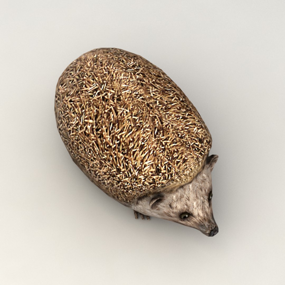 3d Rigged Hedgehog Model