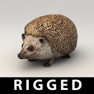 3d rigged hedgehog model