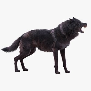 Black Wolf Rigged