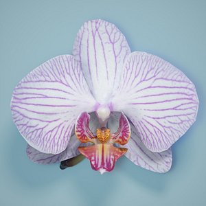 3d model of orchid flower
