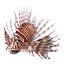 Lionfish Rigged for Cinema 4D