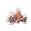 Lionfish Rigged for Cinema 4D