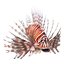 Lionfish Rigged for Cinema 4D