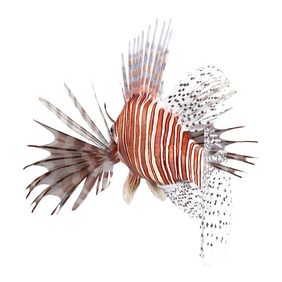 c4d lionfish rigged https://p.turbosquid.com/ts-thumb/HU/tEb9BB/Hjj5N3I1/lionfishreggedcinema4d3dmodel07/jpg/1479314924/1920x1080/fit_q87/7d01de1e48f1c03f1486d1192e48b89ec8567dcc/lionfishreggedcinema4d3dmodel07.jpg