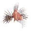 Lionfish Rigged for Cinema 4D