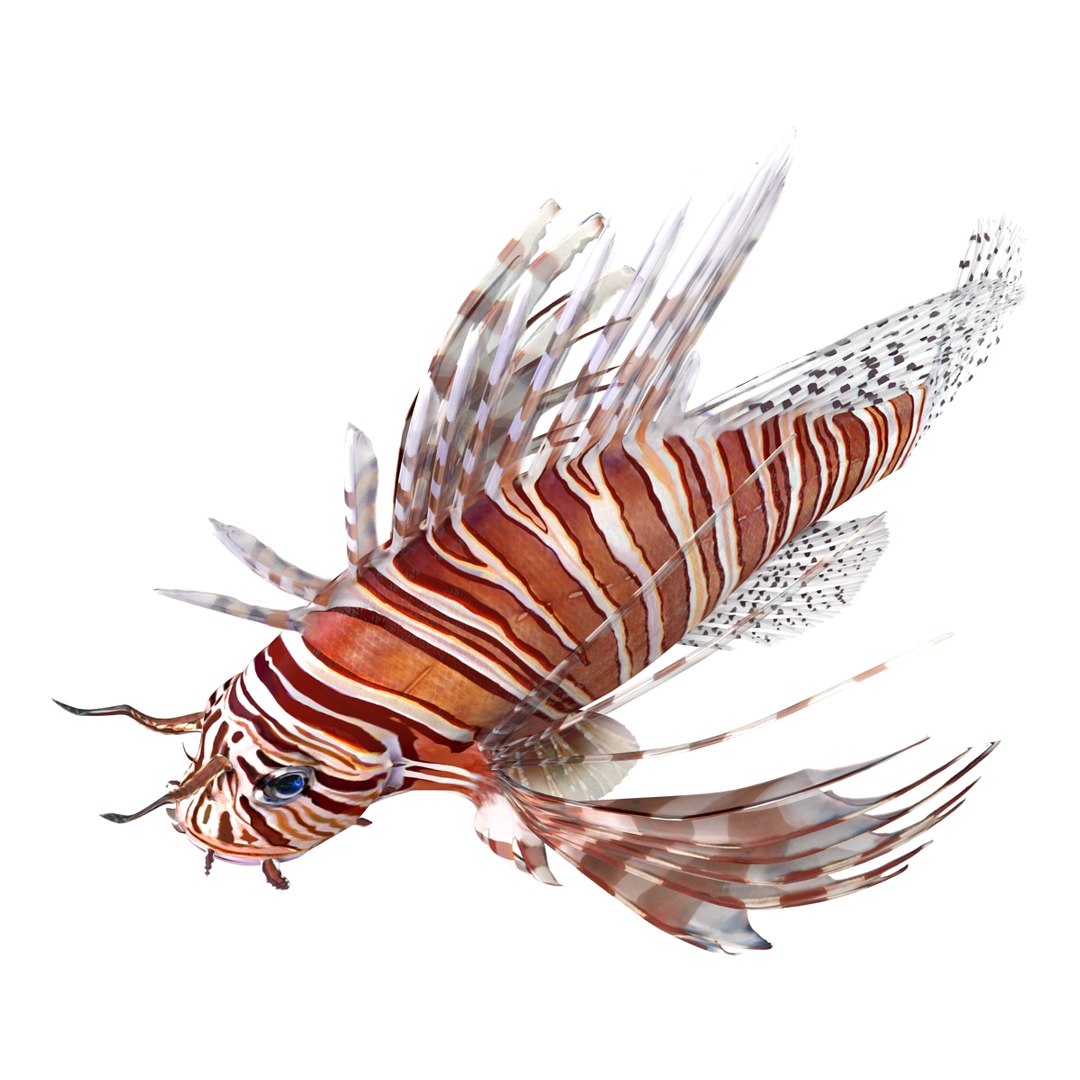 c4d lionfish rigged https://p.turbosquid.com/ts-thumb/HU/tEb9BB/VAcrwa1H/lionfishreggedcinema4d3dmodel10/jpg/1479314924/1920x1080/fit_q87/56d30016650f9171fd6fa1995227f1eff4b55cdb/lionfishreggedcinema4d3dmodel10.jpg