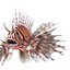 Lionfish Rigged for Cinema 4D