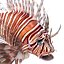 Lionfish Rigged for Cinema 4D