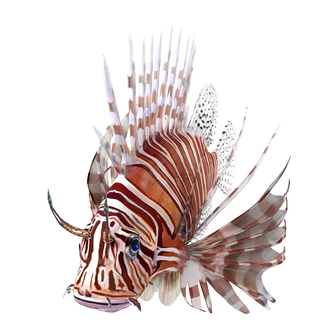 c4d lionfish rigged https://p.turbosquid.com/ts-thumb/HU/tEb9BB/YyVEU7bb/lionfishreggedcinema4d3dmodel05/jpg/1479314924/1920x1080/fit_q87/32148350eefd092943f80e0854d762e5883b22e2/lionfishreggedcinema4d3dmodel05.jpg