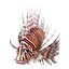 Lionfish Rigged for Cinema 4D