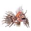Lionfish Rigged for Cinema 4D