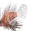 Lionfish Rigged for Cinema 4D