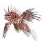 Lionfish Rigged for Cinema 4D