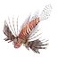 Lionfish Rigged for Cinema 4D