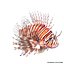 Lionfish Rigged for Cinema 4D
