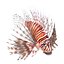 Lionfish Rigged for Cinema 4D