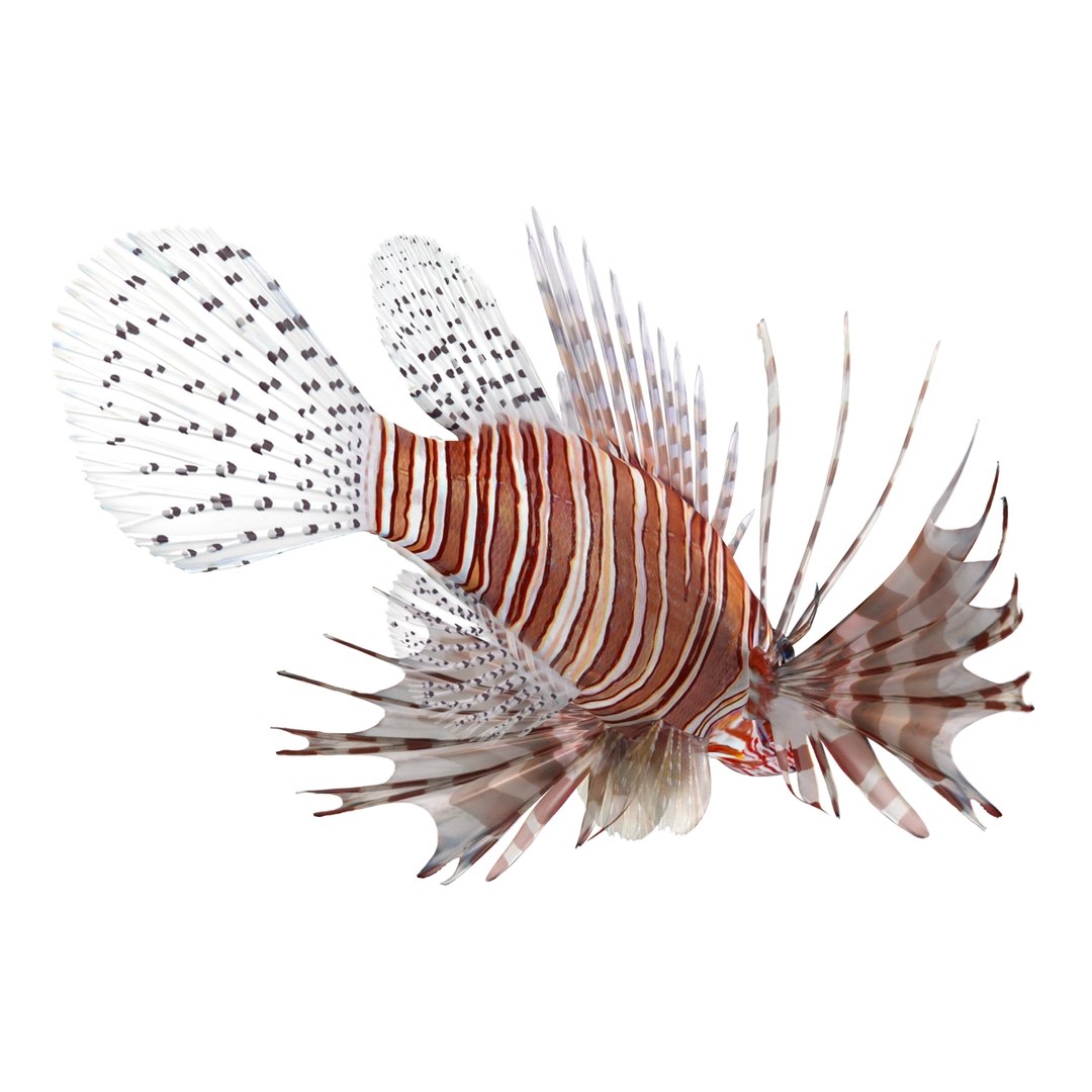 c4d lionfish rigged https://p.turbosquid.com/ts-thumb/HU/tEb9BB/oH8XAJ7c/lionfishreggedcinema4d3dmodel14/jpg/1479314924/1920x1080/fit_q87/1e51fcbffebf215f505a91902160a0104192ad0d/lionfishreggedcinema4d3dmodel14.jpg
