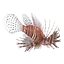 Lionfish Rigged for Cinema 4D