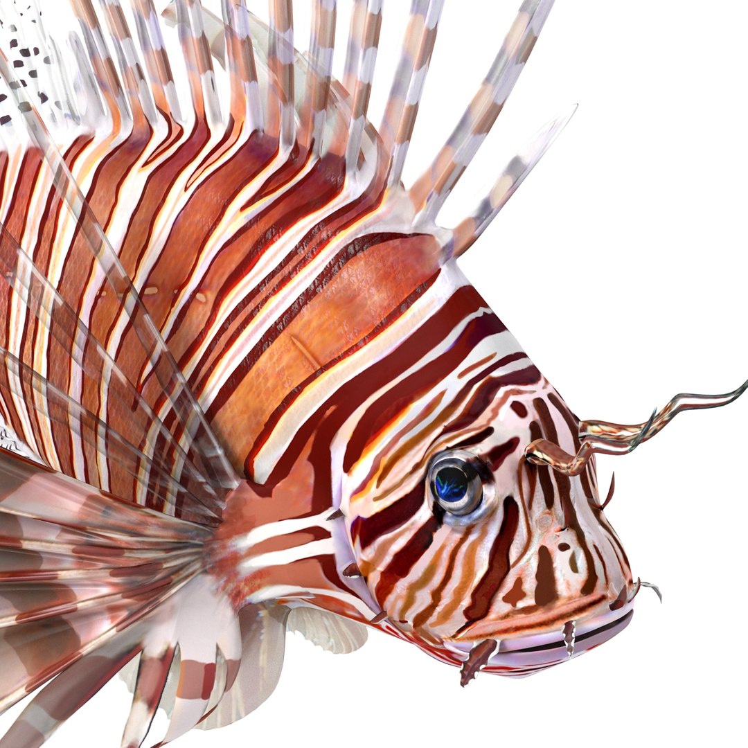 c4d lionfish rigged https://p.turbosquid.com/ts-thumb/HU/tEb9BB/u8BzaPYJ/lionfishreggedcinema4d3dmodel21/jpg/1479314924/1920x1080/fit_q87/c0feda74d87f3f251d7f5f23bf81e2310d840da2/lionfishreggedcinema4d3dmodel21.jpg