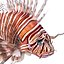 Lionfish Rigged for Cinema 4D