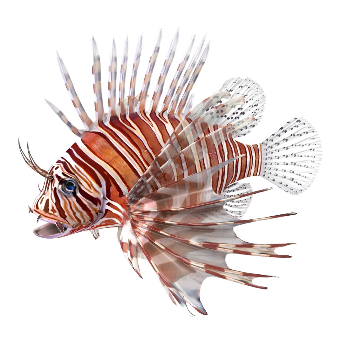 c4d lionfish rigged https://p.turbosquid.com/ts-thumb/HU/tEb9BB/vZTAihIi/lionfishreggedcinema4d3dmodel09/jpg/1479314924/1920x1080/fit_q87/569f538444597d8528d9aadd936d3422dee53194/lionfishreggedcinema4d3dmodel09.jpg