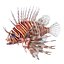Lionfish Rigged for Cinema 4D