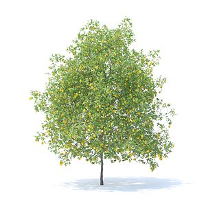 3D lemon tree 6m model
